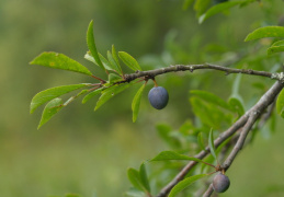 Prunus spinosa, Épine noire