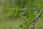 Prunus spinosa, Épine noire