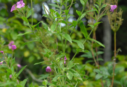 Epilobium hirsutum, Épilobe hérissé