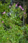 Epilobium hirsutum, Épilobe hérissé