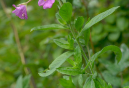 Epilobium hirsutum, Épilobe hérissé