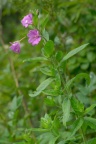 Epilobium hirsutum, Épilobe hérissé
