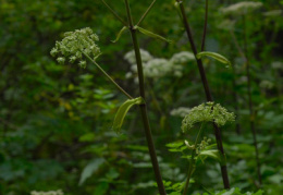 Angelica sylvestris, Angélique sauvage