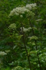 Angelica sylvestris, Angélique sauvage