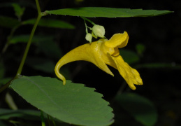 Impatiens noli-tangere, Impatiente ne-me-touchez-pas