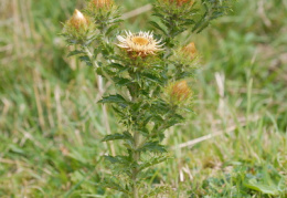 Carlina vulgaris, Carline vulgaire