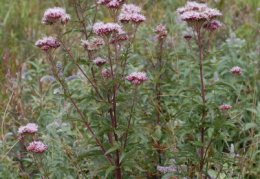 Eupatorium cannabinum, Eupatoire chanvrine