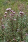 Eupatorium cannabinum, Eupatoire chanvrine