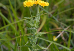 Pulicaria dysenterica, Pulicaire dysentérique