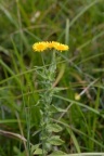 Pulicaria dysenterica, Pulicaire dysentérique