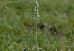 Spiranthes spiralis, Spiranthe d'automne