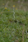 Spiranthes spiralis, Spiranthe d'automne