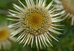 Carlina vulgaris, Carline vulgaire