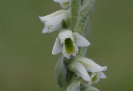 Spiranthes spiralis, Spiranthe d'automne