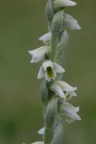 Spiranthes spiralis, Spiranthe d'automne