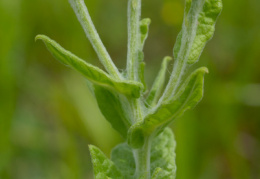 Pulicaria dysenterica, Pulicaire dysentérique