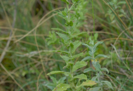 Pulicaria dysenterica, Pulicaire dysentérique