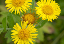 Pulicaria dysenterica, Pulicaire dysentérique