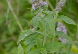 Mentha longifolia, Menthe à longues feuilles