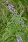 Mentha longifolia, Menthe à longues feuilles