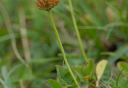 Trifolium fragiferum, Trèfle porte-fraise