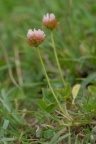 Trifolium fragiferum, Trèfle porte-fraise