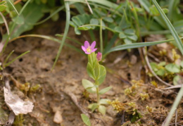 Centaurium pulchellum, Petite centaurée élégante