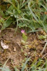 Centaurium pulchellum, Petite centaurée élégante