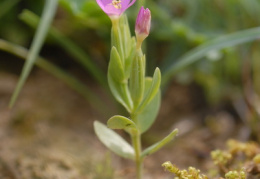 Centaurium pulchellum, Petite centaurée élégante