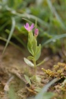 Centaurium pulchellum, Petite centaurée élégante