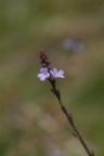 Verbena officinalis, Verveine officinale