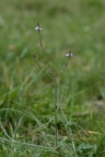 Verbena officinalis, Verveine officinale