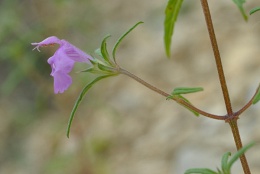 Galeopsis angustifolia, Galéopsis à feuilles étroites