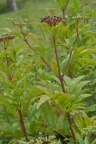 Sambucus ebulus, Sureau yèble