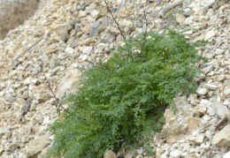 Scrophularia juratensis, Scrophulaire du Jura