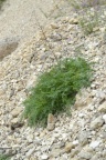 Scrophularia juratensis, Scrophulaire du Jura