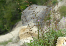 Scrophularia juratensis, Scrophulaire du Jura