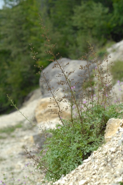 20070818_131019_soubey_bb.jpg