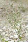 Chaenorrhinum minus, Petite linaire