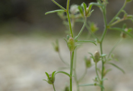 Chaenorrhinum minus, Petite linaire