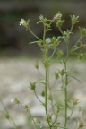 Chaenorrhinum minus, Petite linaire