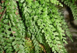 Asplenium viride, Capillaire vert