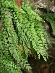 Asplenium viride, Capillaire vert