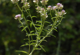 Iberis intermedia, Ibéris intermédiaire