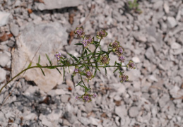 Iberis intermedia, Ibéris intermédiaire