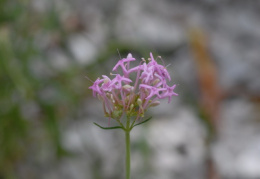 Centranthus angustifolius, Centranthe à feuilles étroites