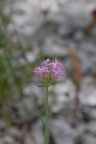 Centranthus angustifolius, Centranthe à feuilles étroites