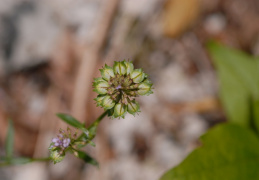 Iberis intermedia, Ibéris intermédiaire