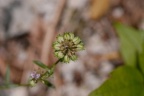 Iberis intermedia, Ibéris intermédiaire