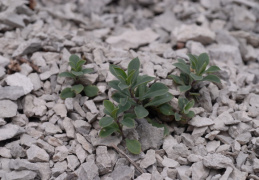 Silene vulgaris subsp. glareosa, Silène des glariers